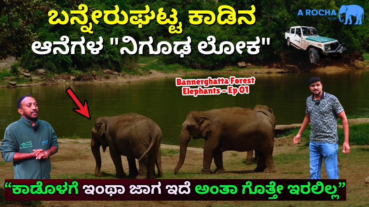 Forest Tour-🔥'ಬನ್ನೇರುಘಟ್ಟ ಆನೆ ಕಾಡಿನ ಒಳಗೆ ಒಂದು 