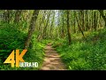 4k virtual hike on a sunny day with forest sounds  licorice fern trail issaquah area