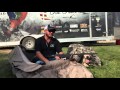 Amazing demonstration with well trained Duck Hunting Dog Amazing demonstration with well trained Duck Hunting Dog