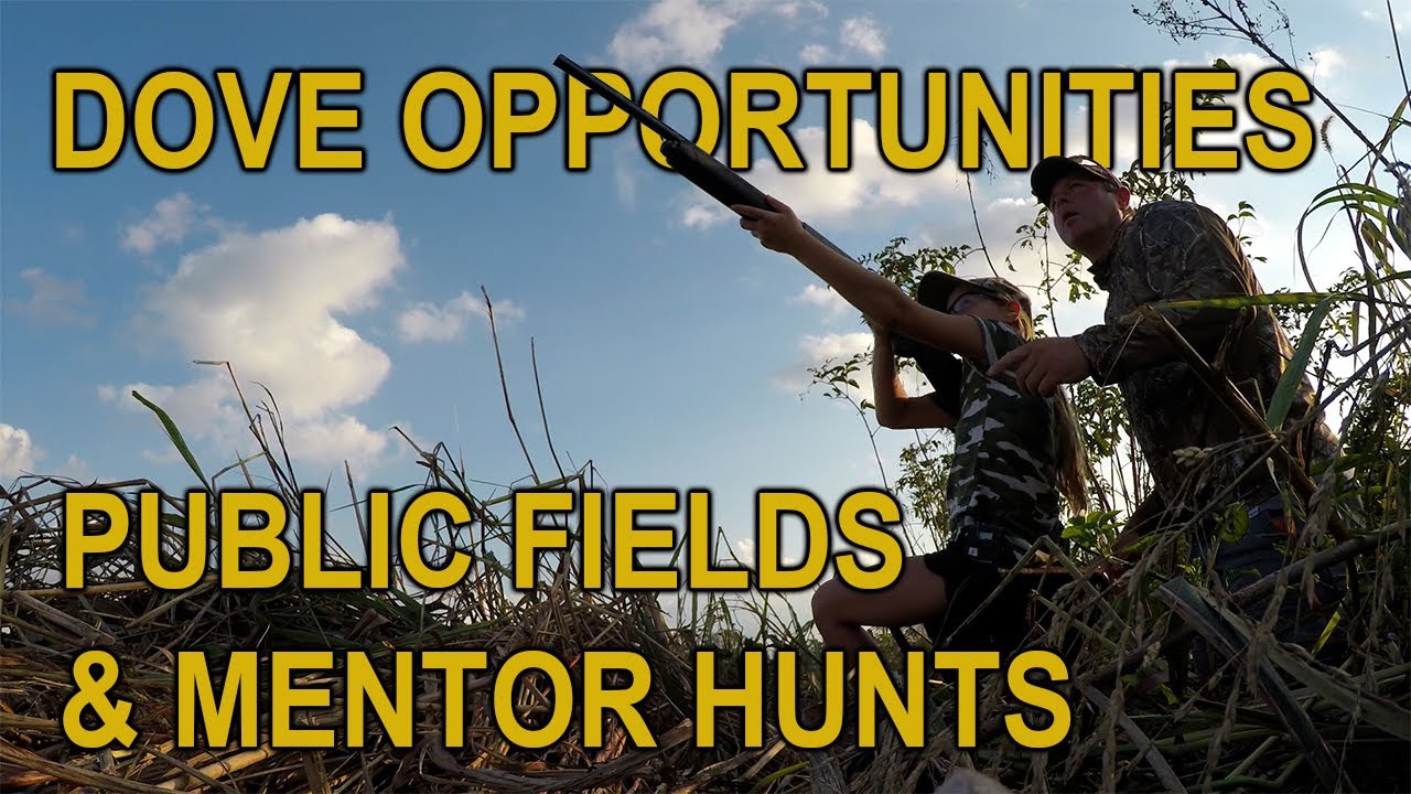 Dove Hunting Opportunities 2022 YouTube