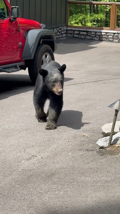 Sevierville'S Latest Wild Encounter: A Black Bear Home Invasion - a21wm0t