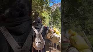 #Himalayan life#Upper Dolpa#Sheyphoksundo#Nature#travel #Short #Capture