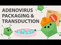 Adenovirus Production: How to Clone, Package, and Harvest Adenovirus for Your Seed Stocks