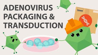 Adenovirus Production: How to Clone, Package, and Harvest Adenovirus for Your Seed Stocks