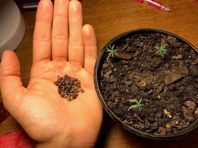 Pine seeds need a period of cold, moist dormancy to trigger germination. In nature, this happens when seeds lie under winter snow. At home, we replicate this process in the refrigerator.