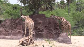 Brownsville, tx - welcome to the gladys porter zoo a great place visit
for whole family. has 26 acres of lush tropical plants and some 1,600
a...