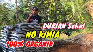 Kebun Durian Kami Tidak Pernah Pake Pupuk Kimia, 100% Pupuk Organik