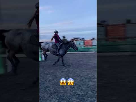 Video: Rasa konja Appaloosa: fotografija, opis. Appaloosa konj: leopard, zaliv