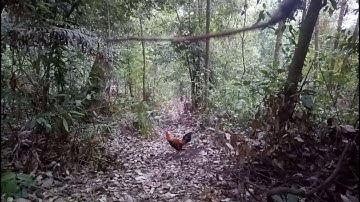 Yos hav zoov 2020 - Dib  qaib  qus 3 nas this  xwb los ib  tus  poj