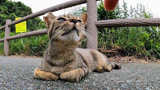 撫でようとすると伸び上がってくる野良猫がカワイイ