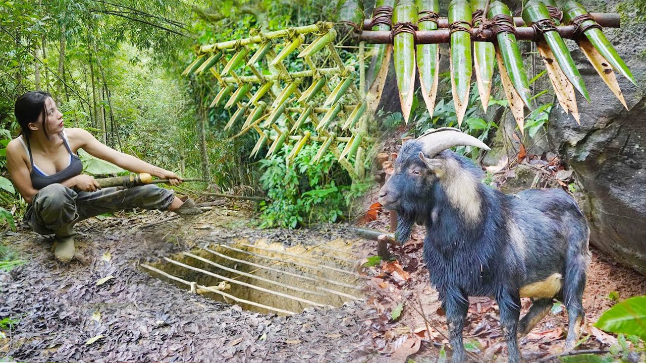 Wild Goat Traces, Traps to Catch,Survival skills, Survival alone - Catch Fish Survival In The Forest