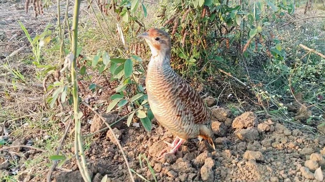 jungali teetar teetar ko chhodane ki aadat kaise dalen teetar ko ful team kaise#information #teetar