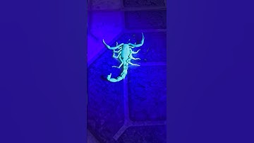 UV flashlight Ultraviolet scorpion detector