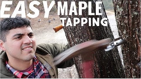 2 Easy Ways to Tap Your Maple Trees for Maple Syrup