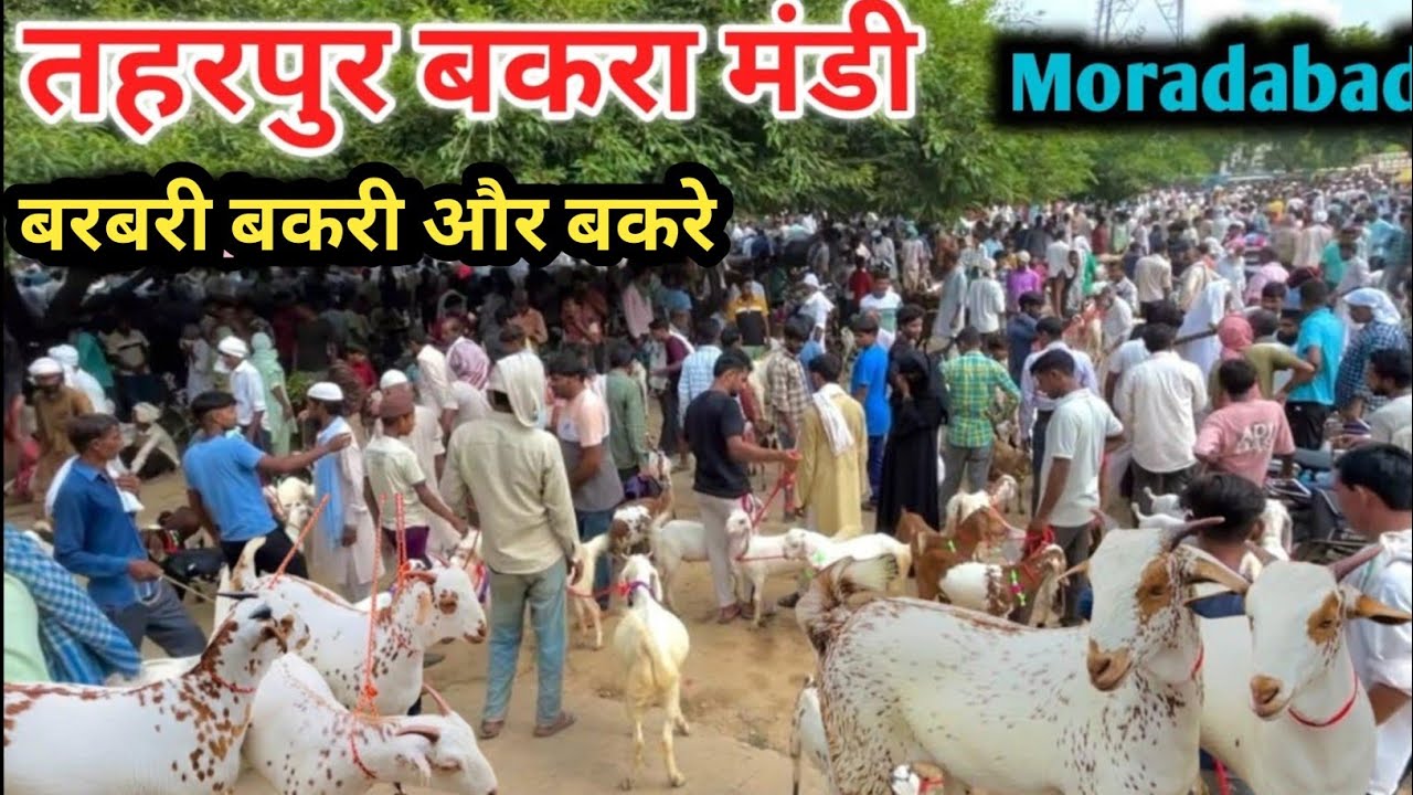 Taharpur Bakra Mandi Moradabad UP || बरबरी नस्ल का सबसे बड़ा बाज़ार Part 1