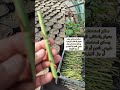 اكثار الورد الجوري بالمختصر اشجار نباتات Plants سماد زراعة Gardening Fruit شجر ترند زراعه اكثار الورد الجوري بالمختصر اشجار نباتات Plants سماد زراعة Gardening Fruit شجر ترند زراعه