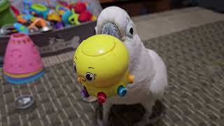 Saturday With A Cockatoo by Mr. Max T.V. 5,051 views 5 days ago 5 minutes, 14 seconds