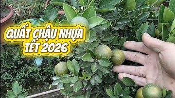 Bán vườn quất chậu nhựa tết 2026, liên hệ sđt trong video, quất tết 