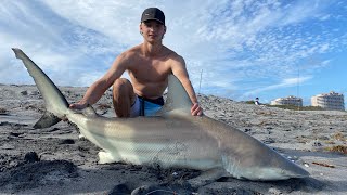 This Shark was PREGNANT (blacktip shark fishing from shore) by JK Fishing 1,016 views 1 year ago 8 minutes, 6 seconds