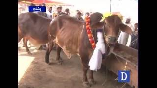 3G bull in Peshawar's cattle market - Watch video