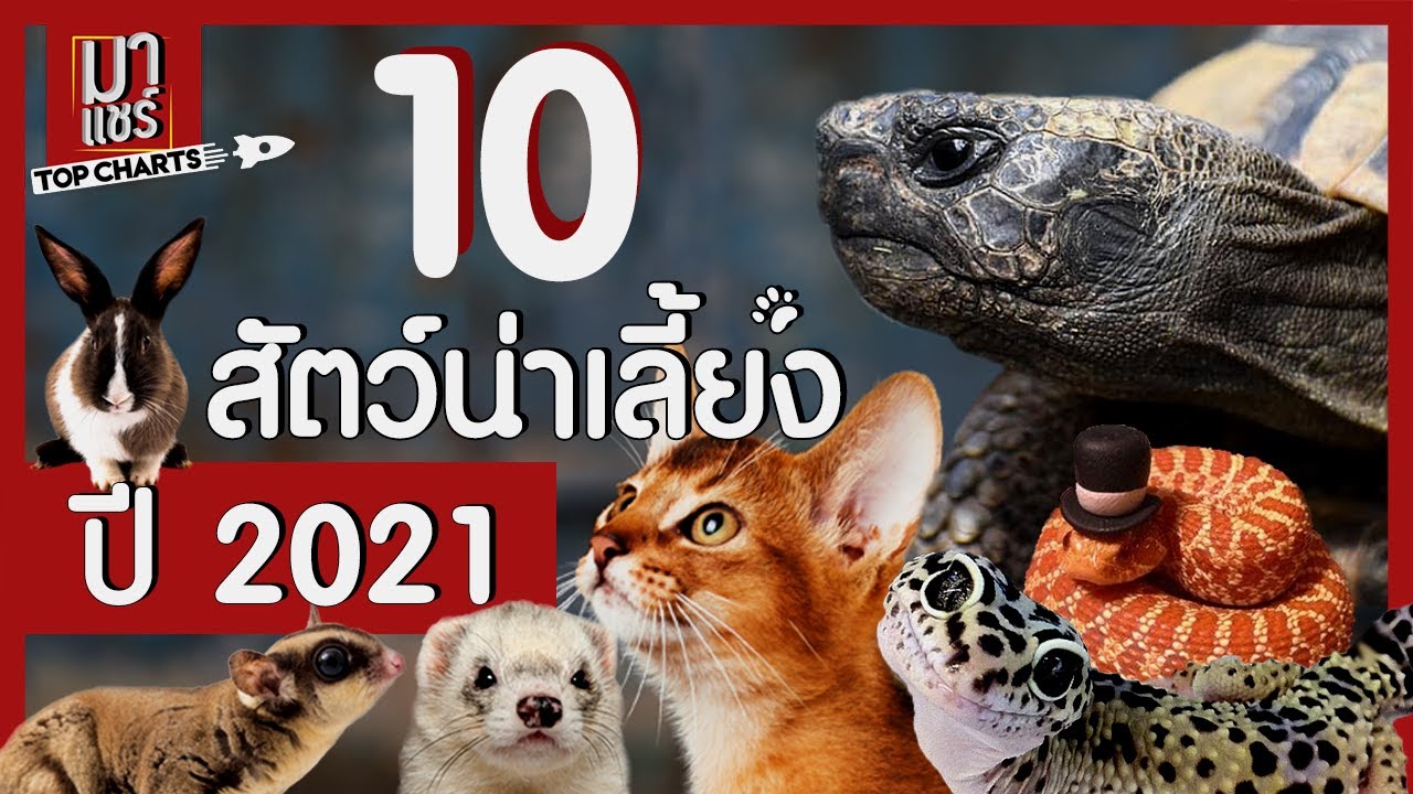 10อันดับสัตว์เลี้ยงน่ารัก น่าเลี้ยงปี 2021 - Youtube