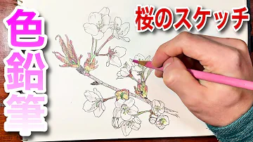 桜 リアル 色鉛筆