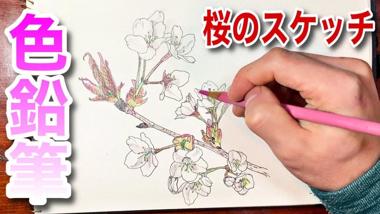 桜 色鉛筆を使って室内スケッチしてみた Youtube