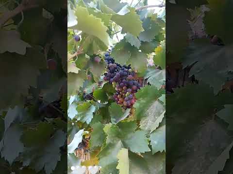 أفاعي سامة وعقارب وسط العنب البلدي إحترسوا وغسلو جيدا العنب قبل تناوله