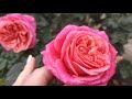 Самые красивые и устойчивые розы Пиано Мэри Энн  Мидсаммер Карамелла Пич Аваланш Ханзештадт Росток .