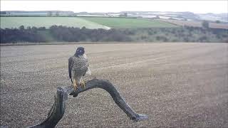 Wind Shaking The Tail Feathers Of A Sparrowhawk Discover Wildlife Robert E Fuller