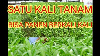 Cara Menanam Kangkung Potong Tanam sekali Panen Berkali Kali