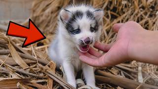 A Man Found a Mother Fox’s Newborn Cubs Alone… Then He Noticed Something Was Wrong
