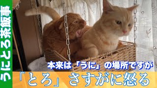 うにとろ茶飯事.407　「うに」我慢する　　〜歳のマンチカン「とろ」と「うに」の日常〜　猫動画