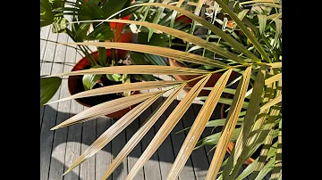 Can palm trees (and other tropicals) get sunburnt after being indoors all winter?