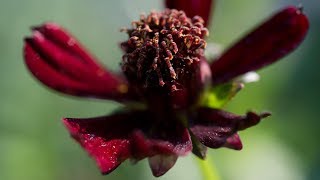 Cosmos Black Magic - The Apocryphal Seed Company