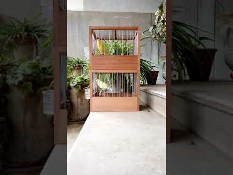 Waterslager Canary 1