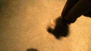 Mouse plays fetch
