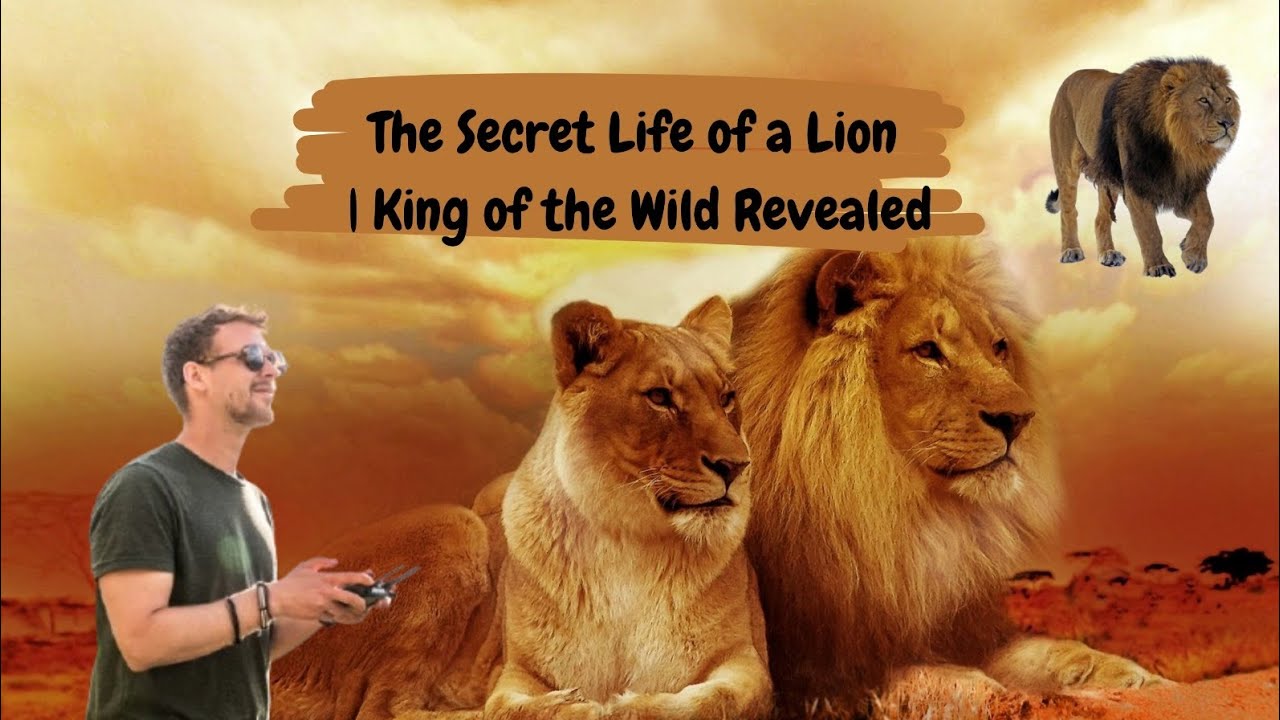 Документальный фильм о жизни львов на английском языке с субтитрами 🦁 | Редкие истины о выживании...