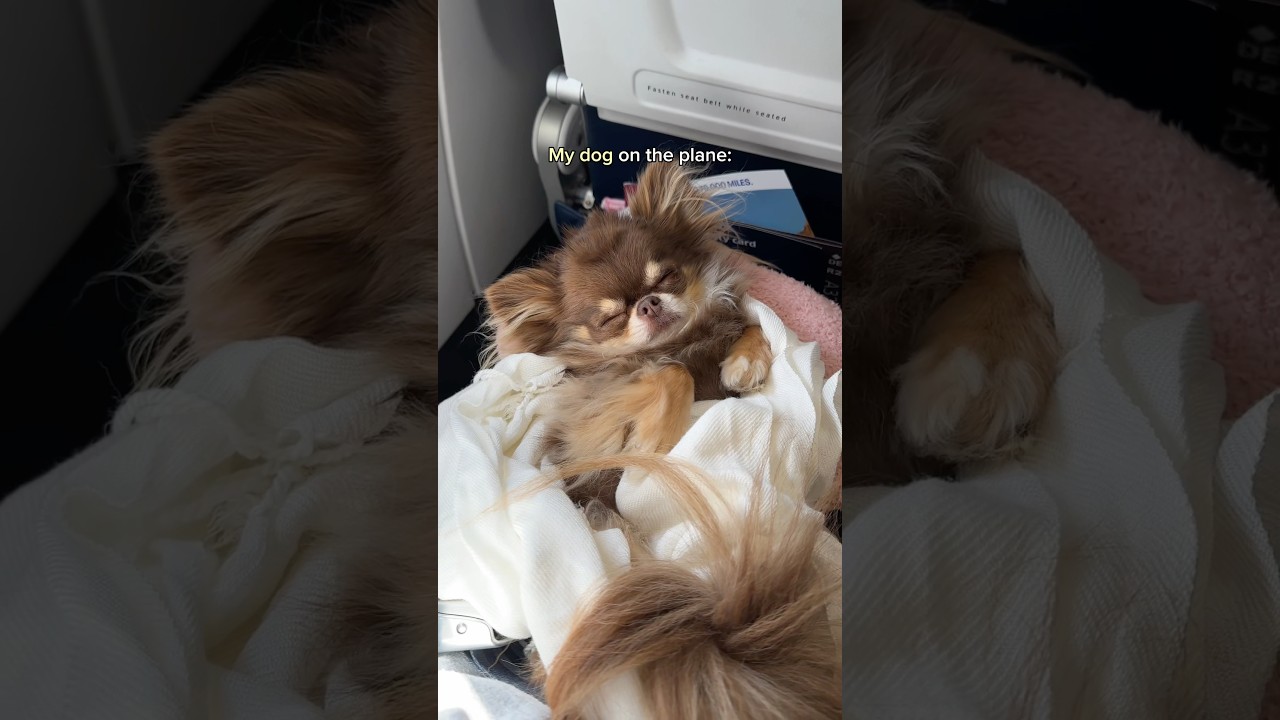 ✈️Dog On The Plane: You won’t believe how she behaved 🥹