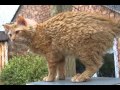 laperm cat breed shedding の動画、YouTube動画。