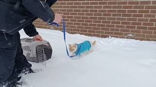 Cat's First Time In The Snow by Sir Titan The Cat 501 views 3 months ago 1 minute, 34 seconds