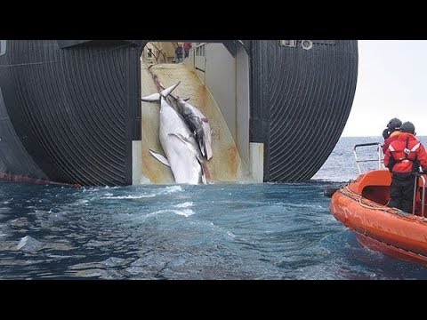 Video: Япония үйгө камдалган кит агуучу флотун алып келди