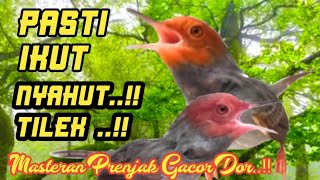 Prenjak Gacor Ngalun 100% Ampuh Buat Masteran Prenjak Bahan Cetak Juara