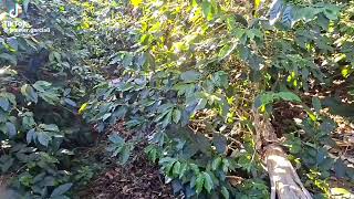 7.4 Magnitude earthquake in Colombia on August 10, 2026 Private compilation (Part 79)🇨🇴