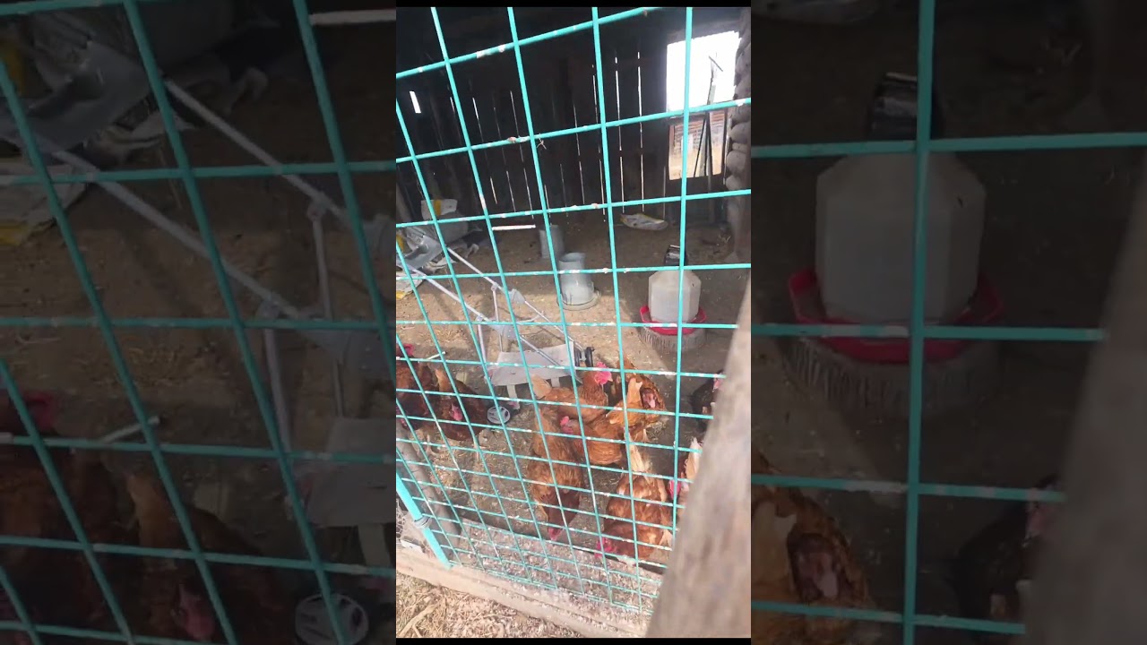 chicken attack