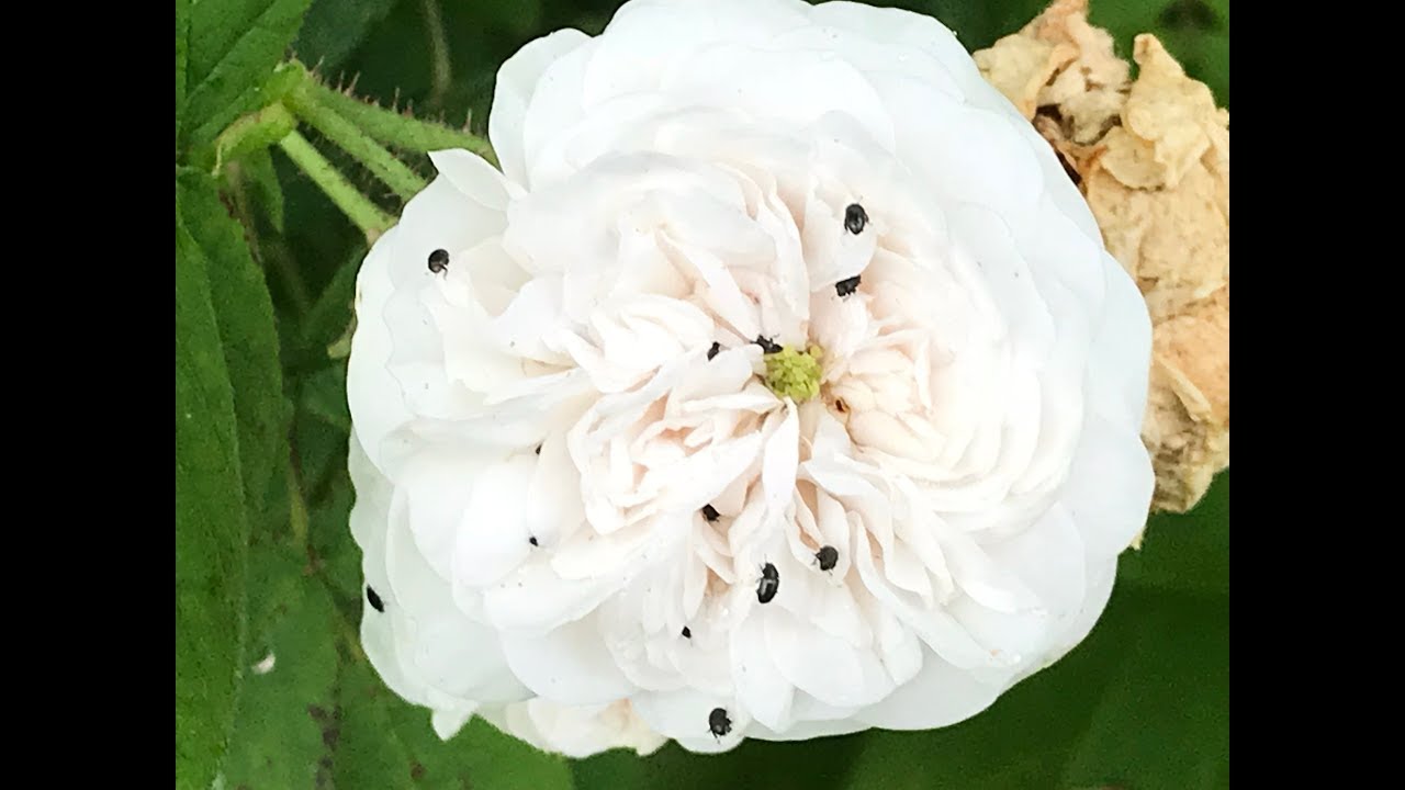 Rosier ancien Rosa damascena 'Mme Hardy' Blanc pur et belle texture.