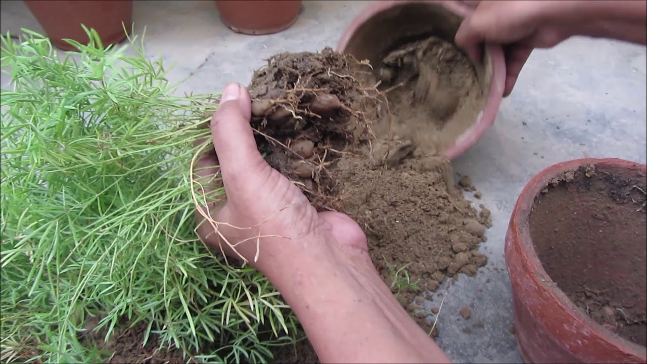 How to Divide Asparagus Fern Hindi/Urdu YouTube