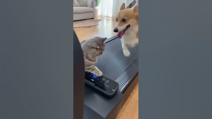 Video 11362351: munchkin cat, cat cute dog