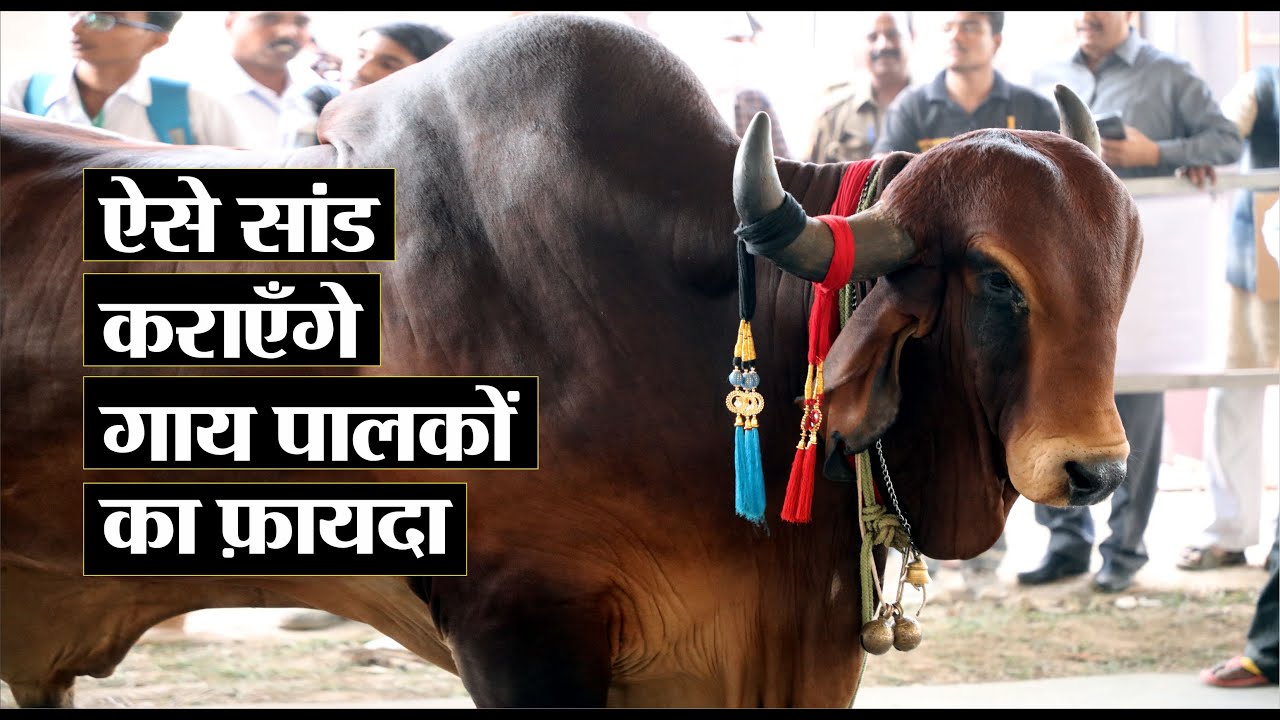 employment news tamilnadu ऐसे साँड़ कराएँगे गाय पालकों का फ़ायदा II Bulls II Cattle Breeding