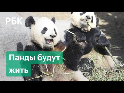 Wideo: Dlaczego Panda Jest Jednym Z Symboli Chin